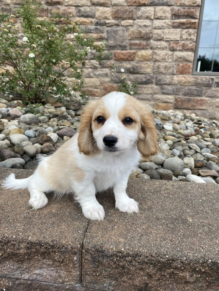 Mr. Atticus the Cavachon - Image 5