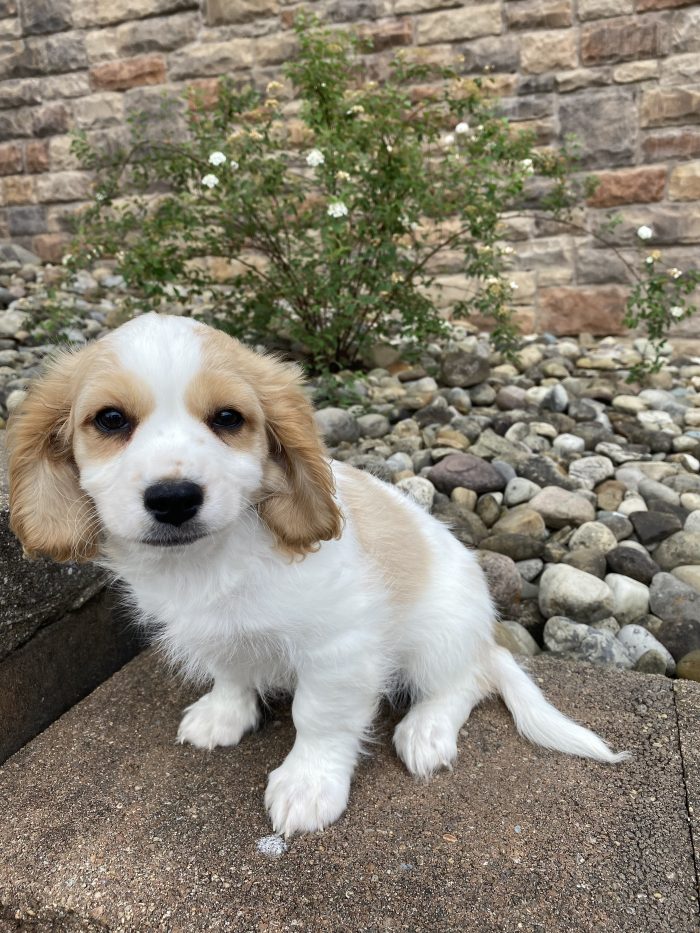Mr. Atticus the Cavachon - Image 3