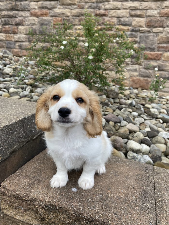Mr. Atticus the Cavachon - Image 4