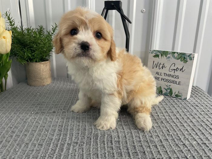 Ms. Daisy the Cavachon - Image 2