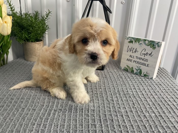 Ms. Daisy the Cavachon
