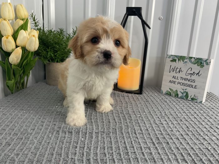 Ms. Daisy the Cavachon - Image 3