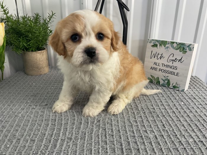 Mr. Leo the Cavachon - Image 2