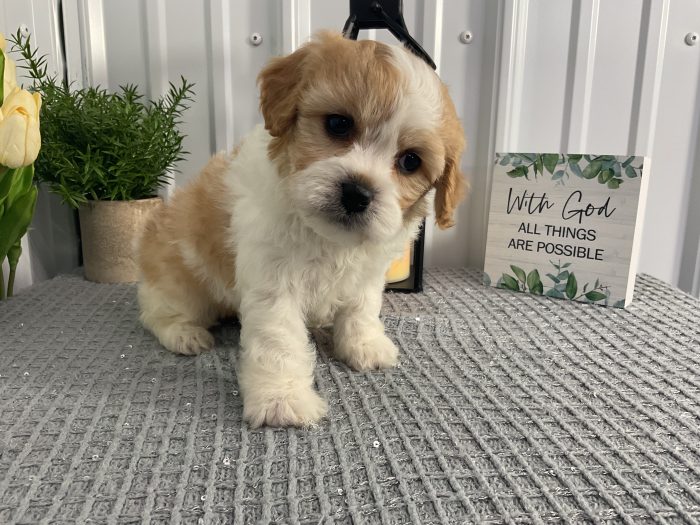 Mr. Leo the Cavachon