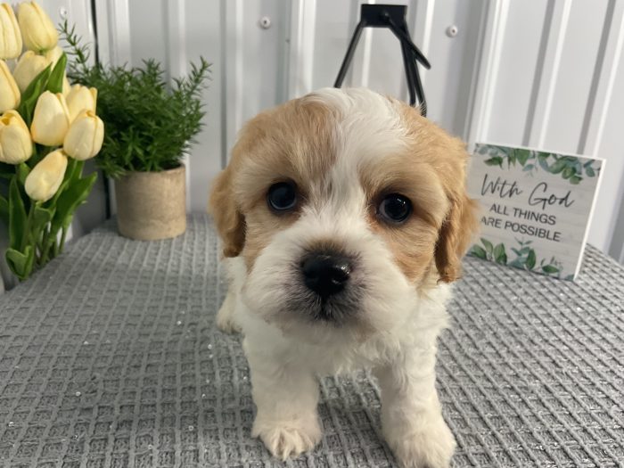 Mr. Leo the Cavachon - Image 3