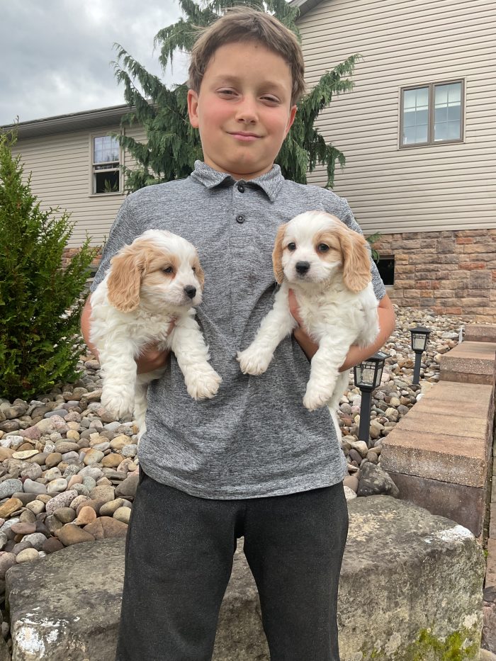 New litter coming up Ava and scarlet - Image 2