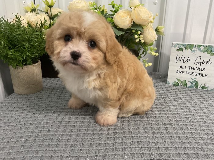 Ms. Cali the Cavachon - Image 2