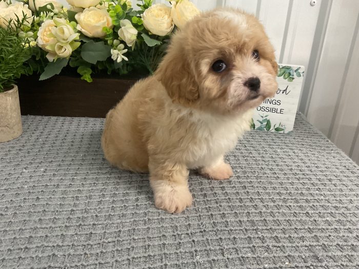 Ms. Cali the Cavachon