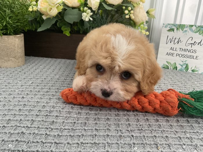 Ms. Cali the Cavachon - Image 3