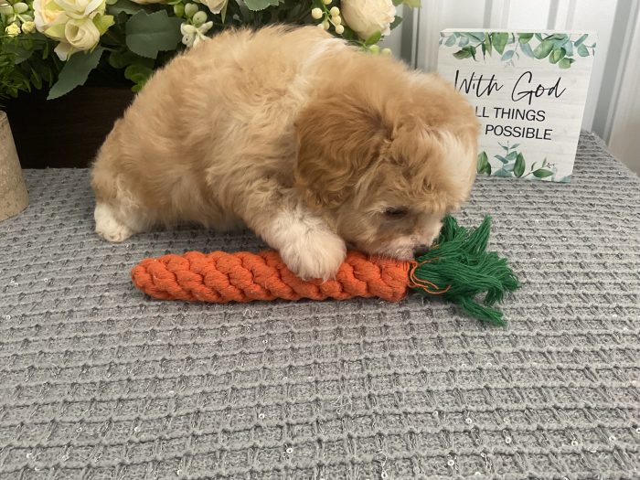 Ms. Cali the Cavachon - Image 4