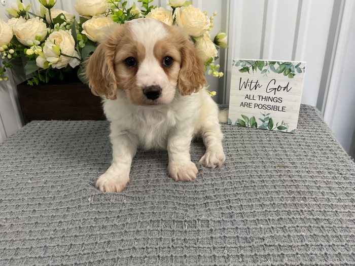 Ms. Tilley the Cavachon - Image 3