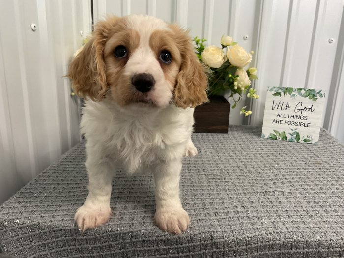 Ms. Tilley the Cavachon - Image 2