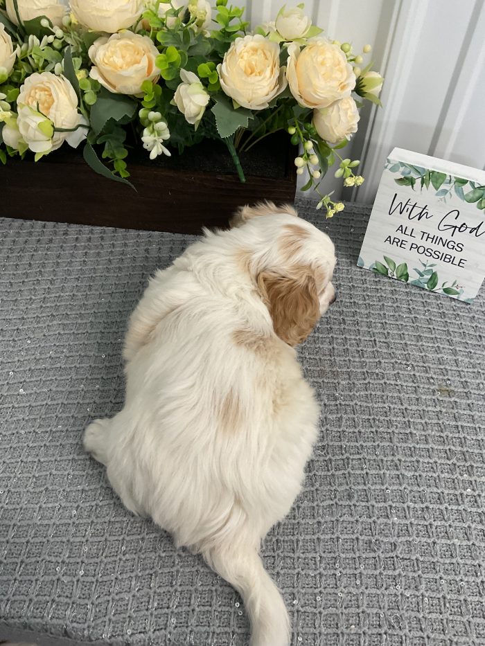 Mr. Toby the Cavachon - Image 2