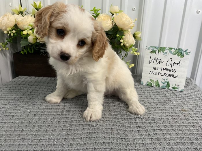 Mr. Toby the Cavachon - Image 4