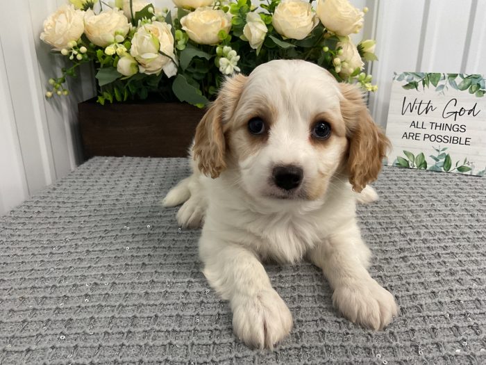 Mr. Toby the Cavachon - Image 3