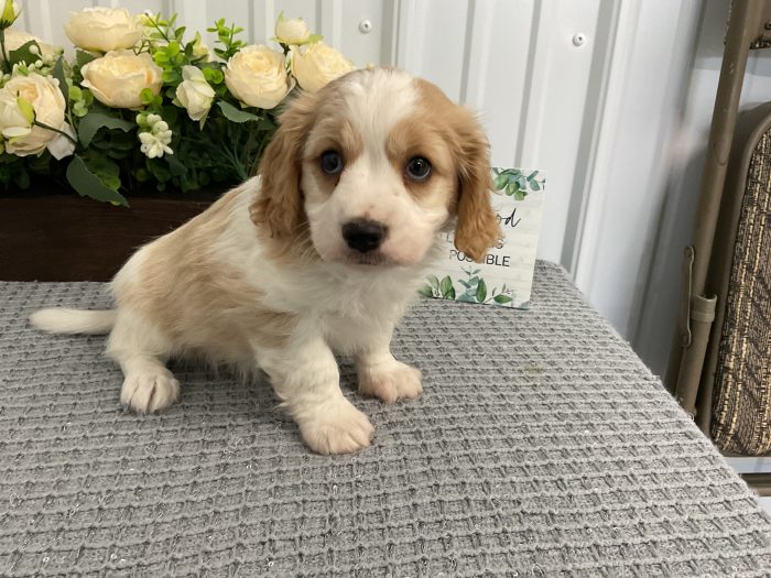 Mr. Atticus the Cavachon - Image 3