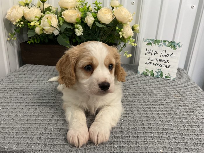 Mr. Atticus the Cavachon - Image 4