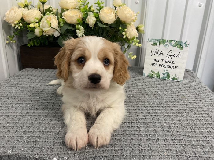 Mr. Atticus the Cavachon - Image 2