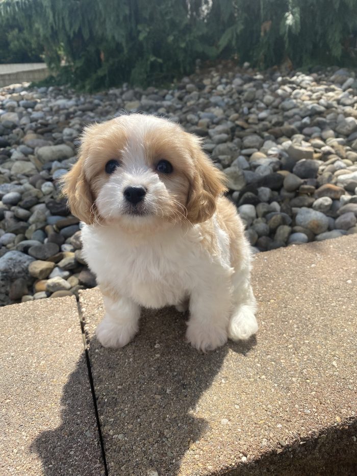 Ms. Olivia the Cavachon - Image 5