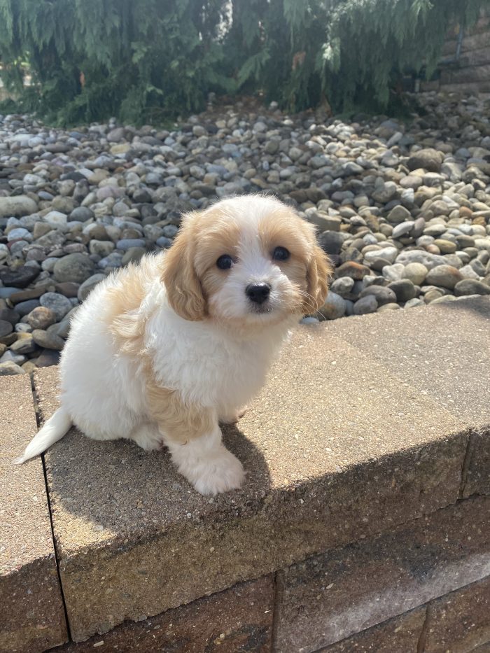 Ms. Olivia the Cavachon