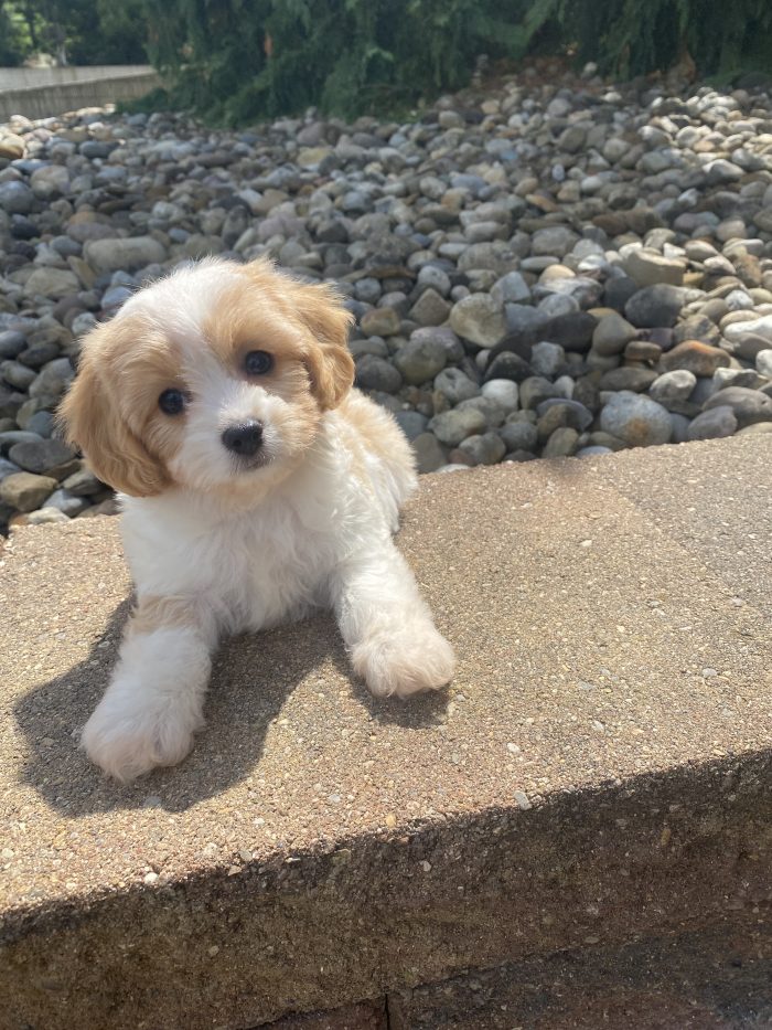 Ms. Olivia the Cavachon - Image 3