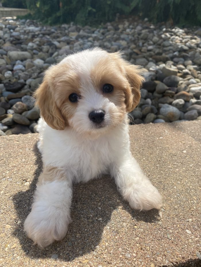 Ms. Olivia the Cavachon - Image 4