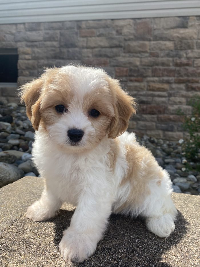 Ms. Olivia the Cavachon - Image 2