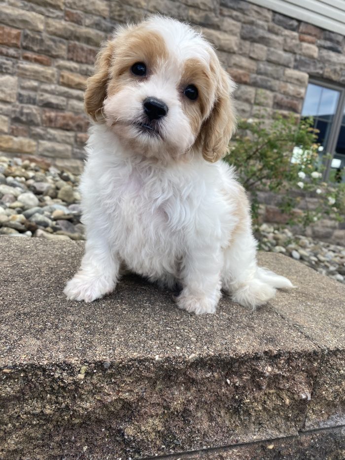 Ms. Katie the Cavachon - Image 4