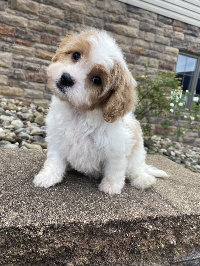 Ms. Katie the Cavachon - Image 2