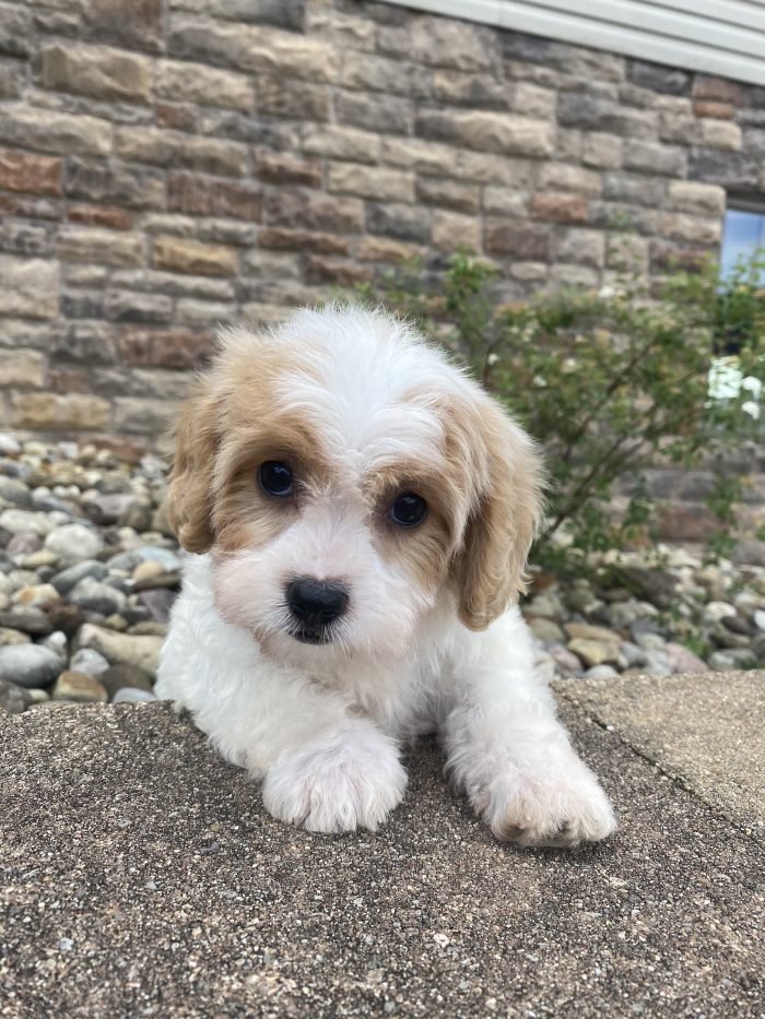 Ms. Katie the Cavachon - Image 3