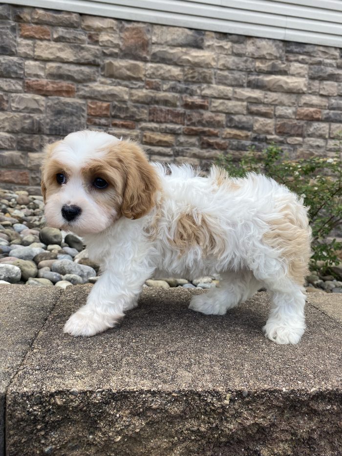 Ms. Lana the Cavachon - Image 2