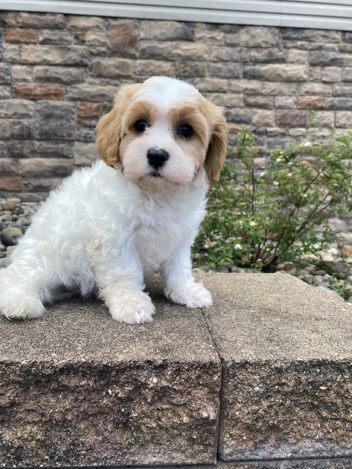 Ms. Lana the Cavachon - Image 3