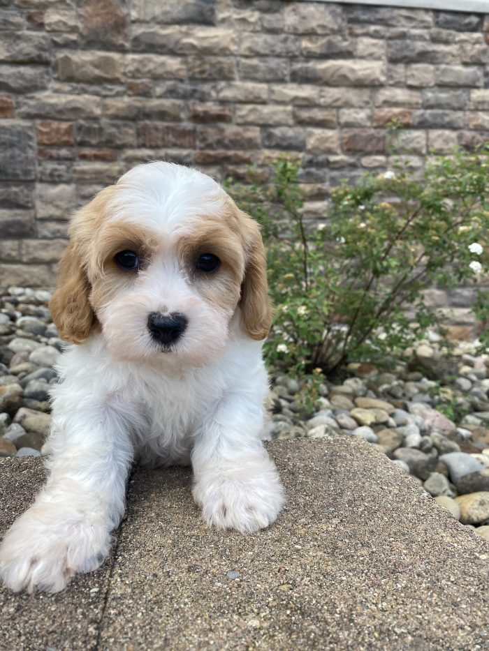 Ms. Lana the Cavachon - Image 4