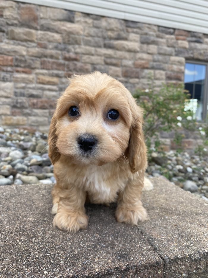 Mr. Rudy the Cavachon - Image 3