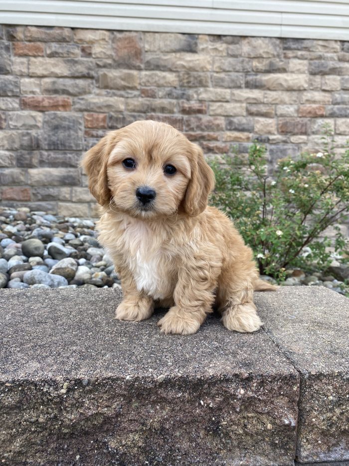 Mr. Ronnie the Cavachon - Image 2