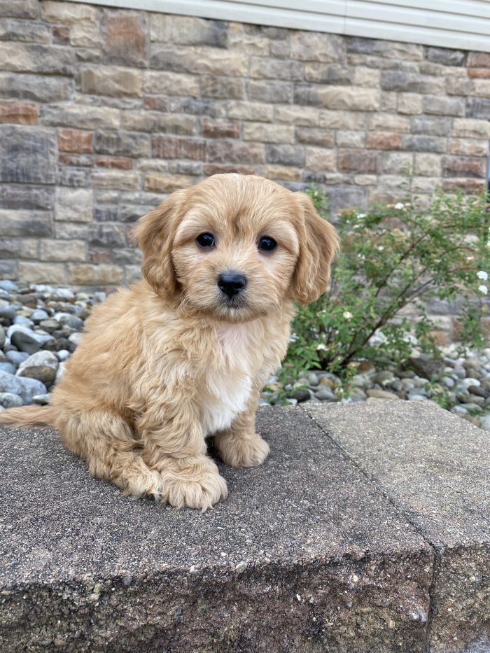 Mr. Ronnie the Cavachon