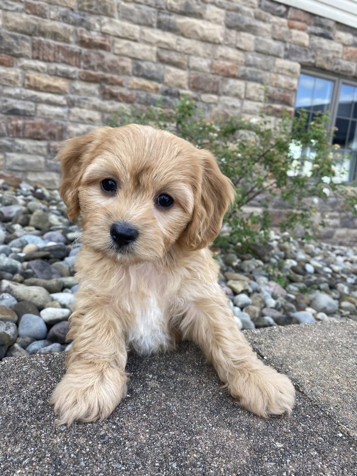Mr. Ronnie the Cavachon - Image 5