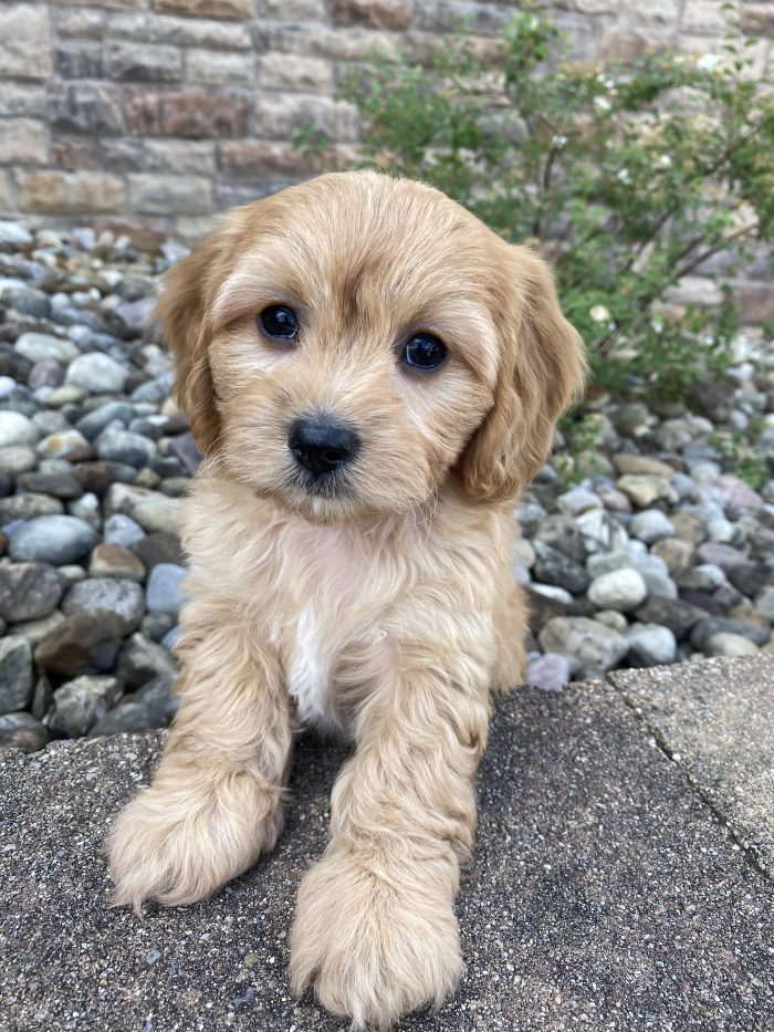 Mr. Ronnie the Cavachon - Image 4
