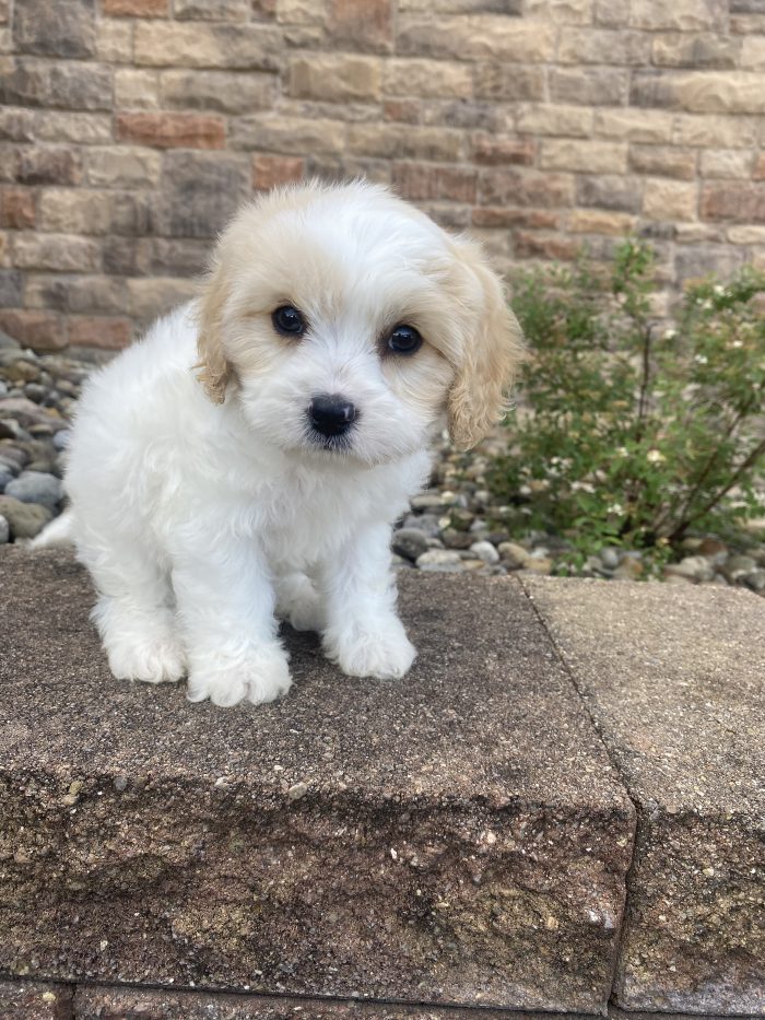Mr. Peanut the Cavachon - Image 2