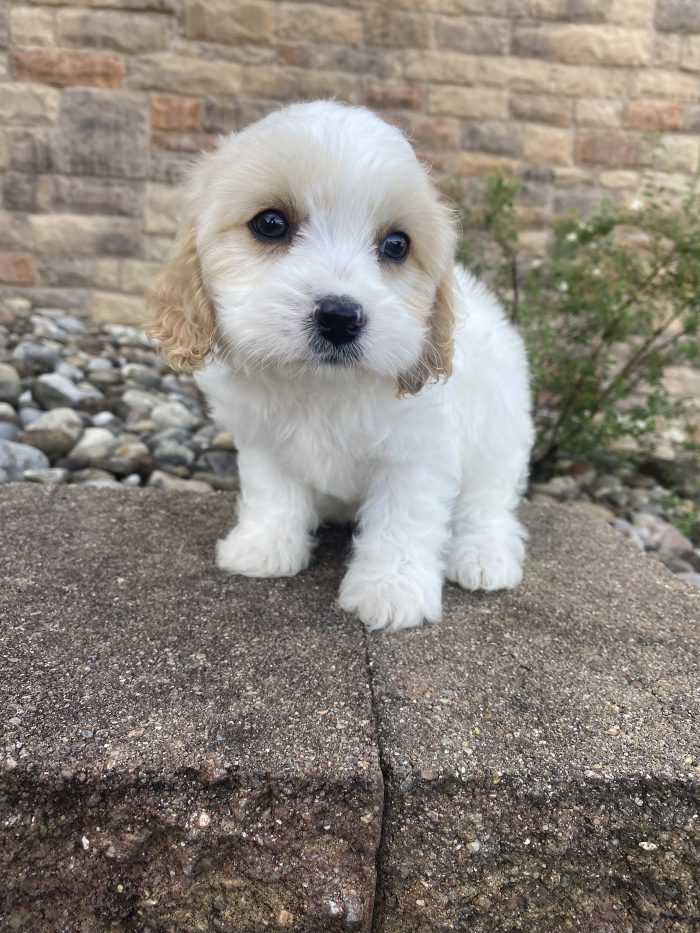Mr. Peanut the Cavachon - Image 3