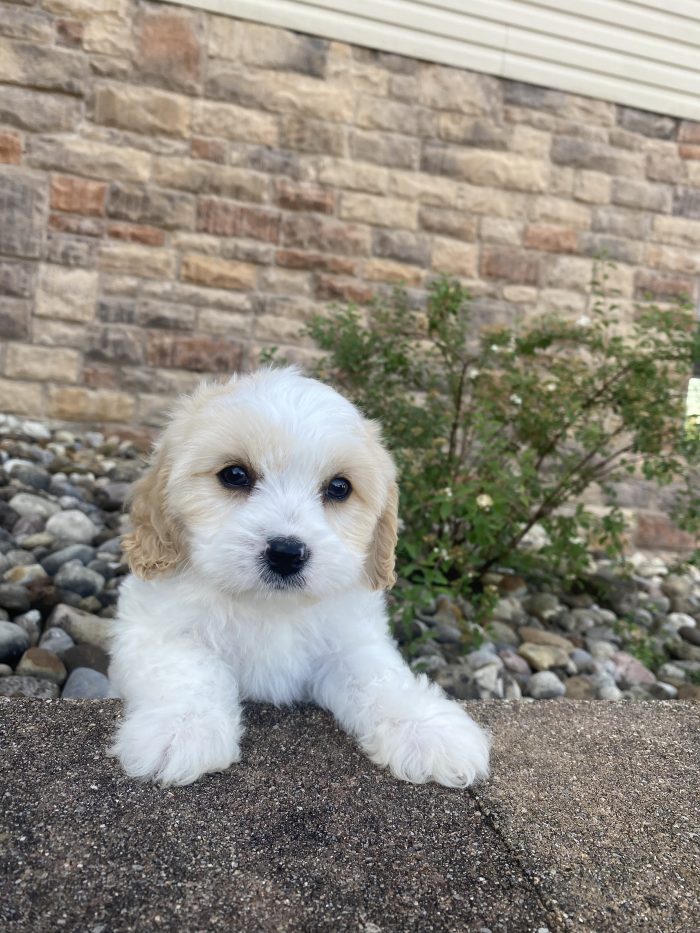 Mr. Peanut the Cavachon