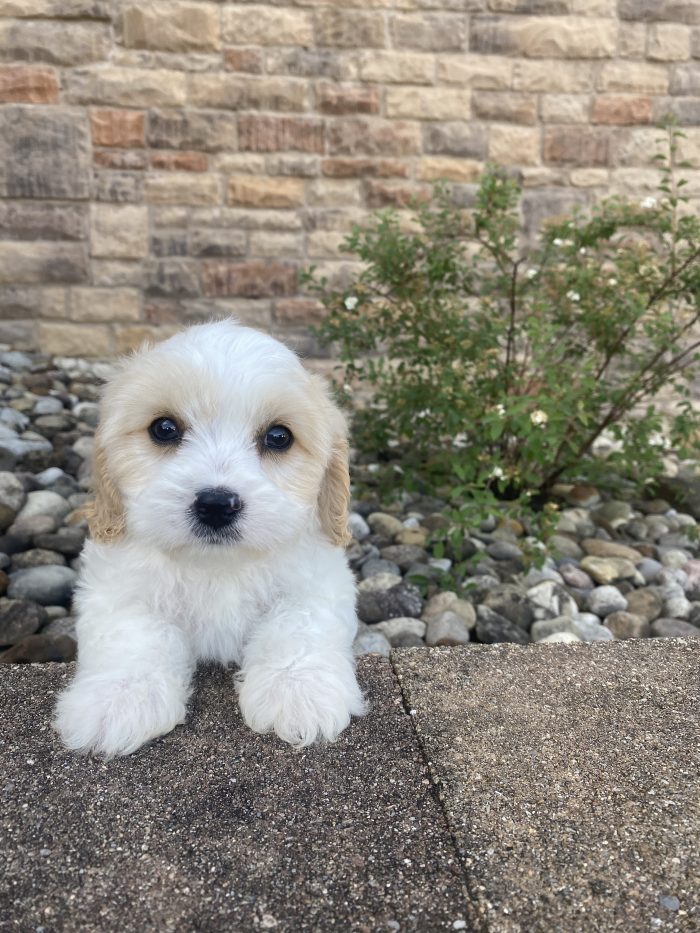 Mr. Peanut the Cavachon - Image 4