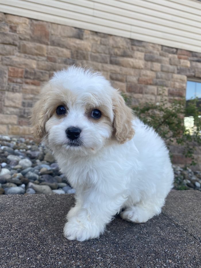 Mr. Remi the Cavachon - Image 5