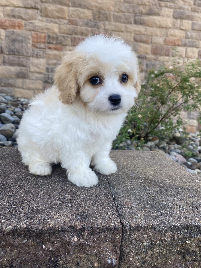Mr. Remi the Cavachon - Image 3