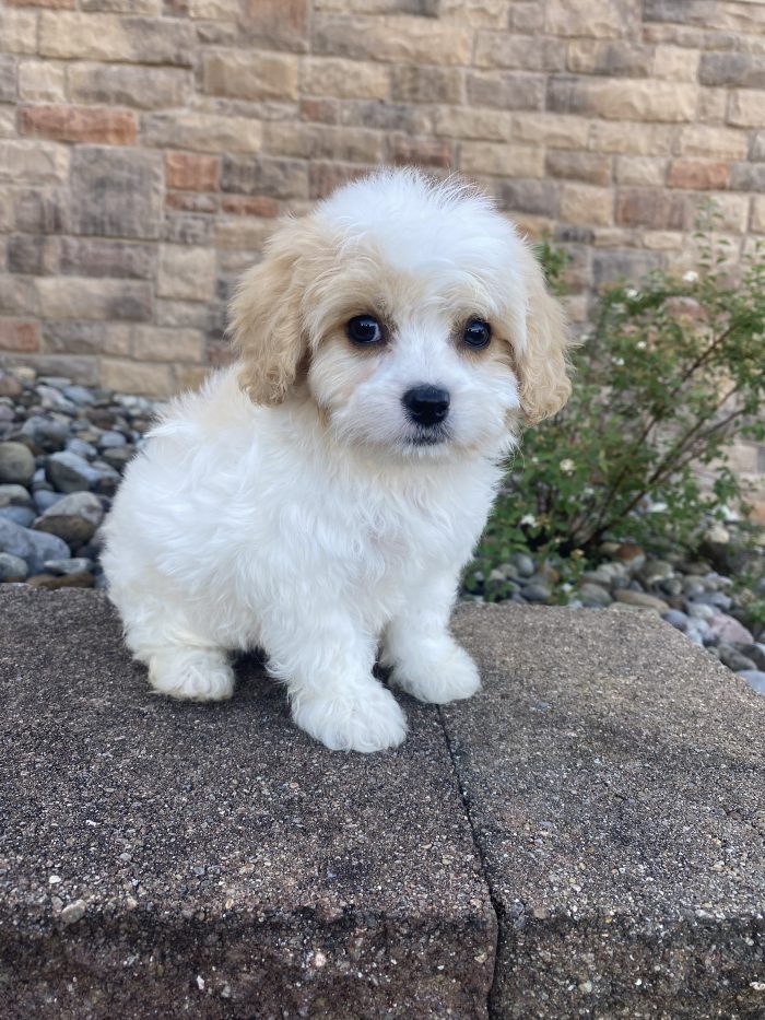 Mr. Remi the Cavachon
