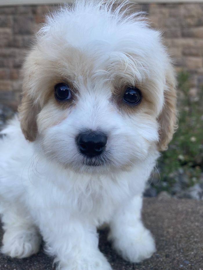 Mr. Remi the Cavachon - Image 4