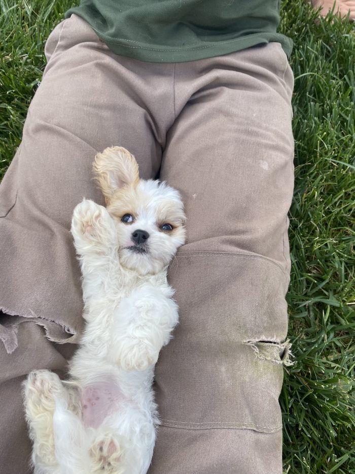 Mr. Bentley the Cavachon - Image 2