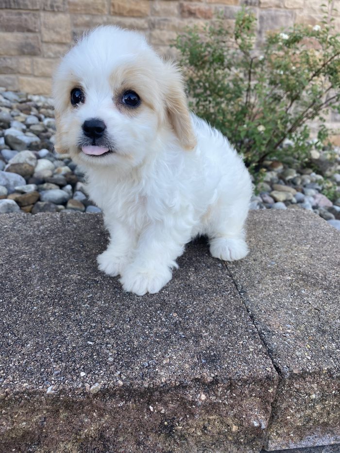 Ms. Petunia the Cavachon - Image 3