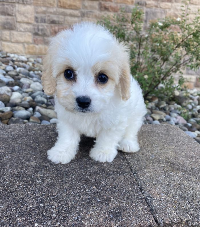 Ms. Petunia the Cavachon