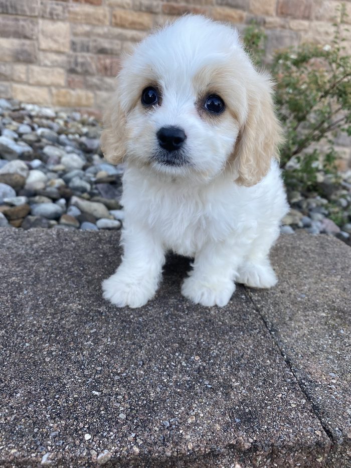 Ms. Petunia the Cavachon - Image 5